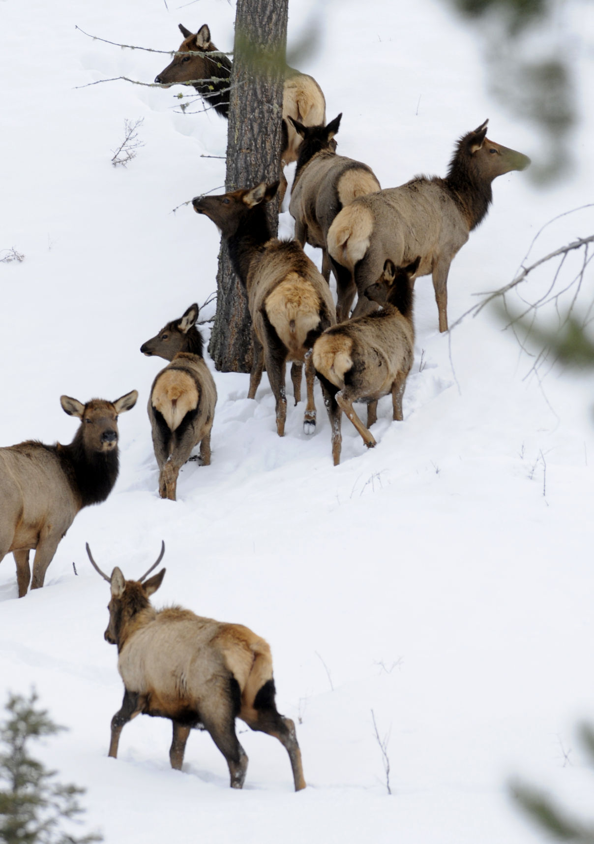 Elk shoulder season